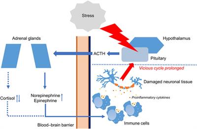 Mitochondrial dysfunction as a possible trigger of neuroinflammation at post-traumatic stress disorder (PTSD)